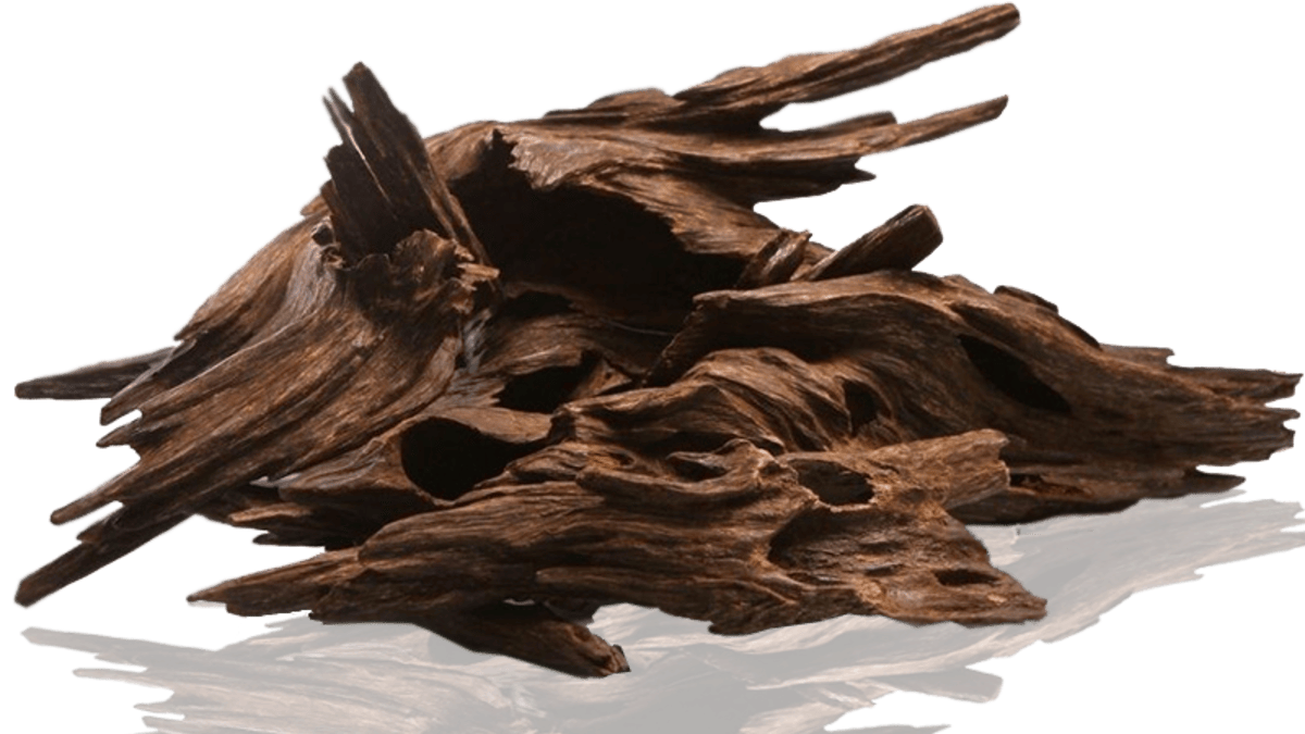 sukun oud
